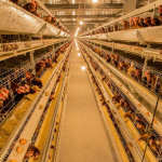 管家婆软件家禽养殖生产企业方案：管家婆工贸PRO