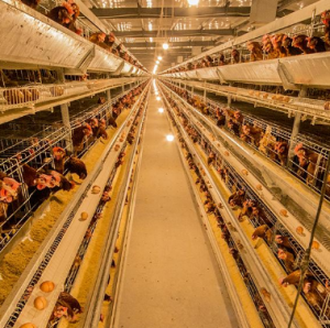 管家婆软件家禽养殖生产企业方案：管家婆工贸PRO