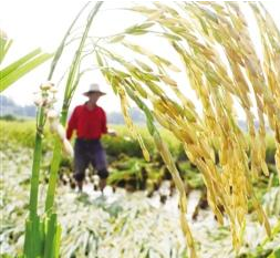 管家婆软件行业解决方案：大米加工生产企业方案